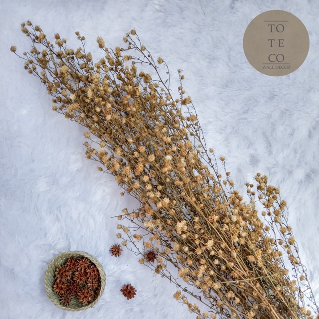 Dried pikok bunga kering pikok
