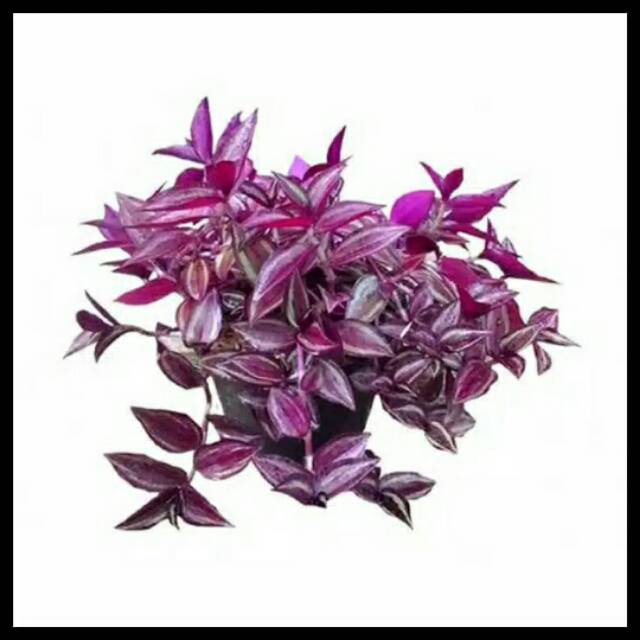 Tradescantia