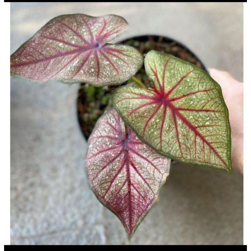 caladium laythai/caladium import/caladium thay