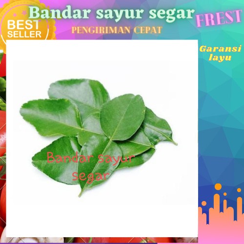 

Daun jeruk purut segar