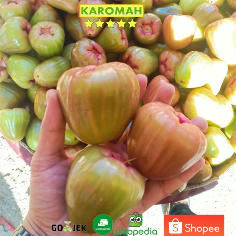 

buah jambu demak hijau 1KG SUPER/ jambu air hijau demak 1KG