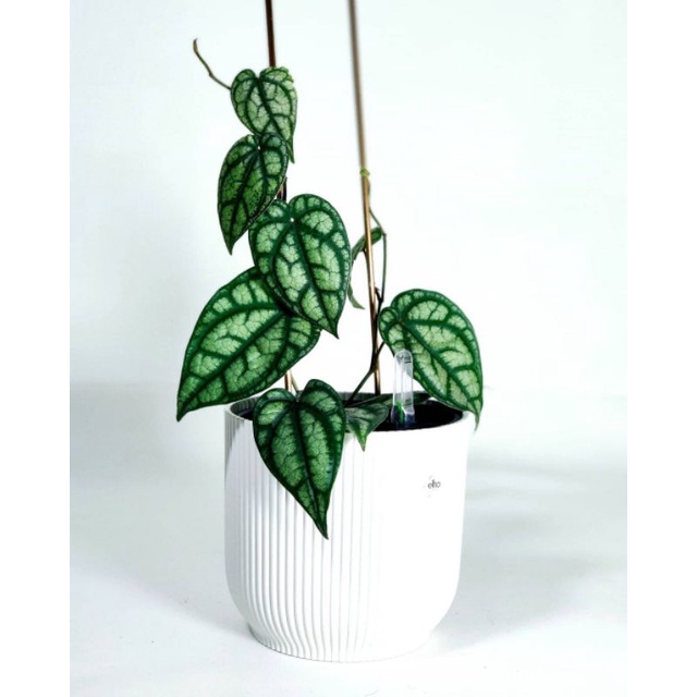 Tanaman bunga Sirih perak / sirih silver / piper sylvaticum