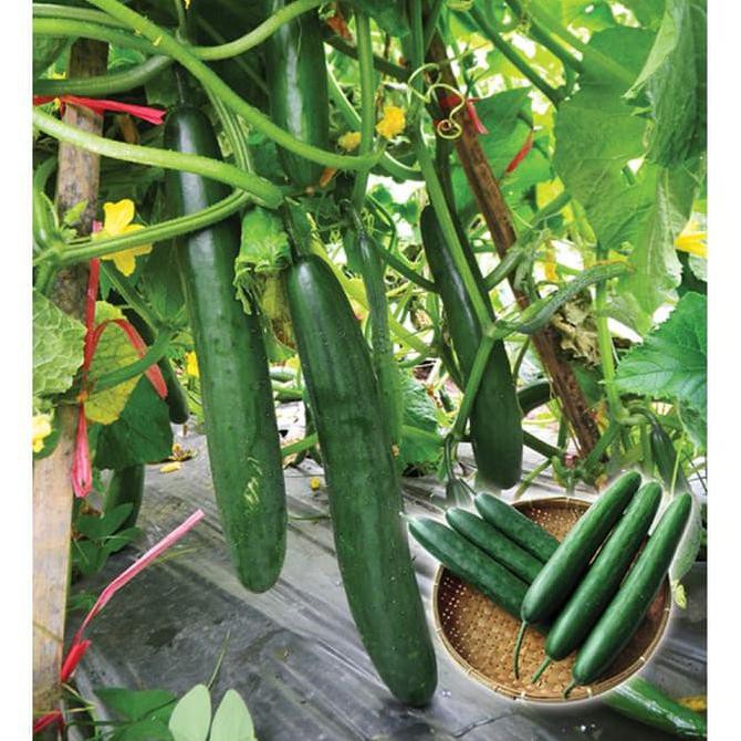 5 Benih Timun Jepang Toska F1