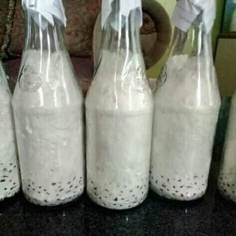 Ready JUAL BIBIT JAMUR TIRAM PUTIH F1 terlaris ciamis Kualitas Terjamin