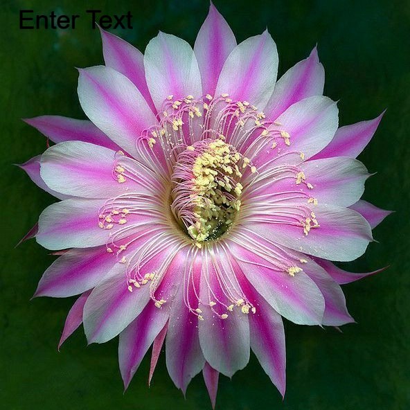 Tanaman hias bibit bunga Wijaya Kusuma bunga Nrem - Tanaman Hidup - Tanaman Gantung - Bunga Hidup