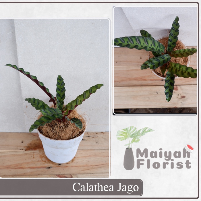 Calathea Jago - Tanaman Daun