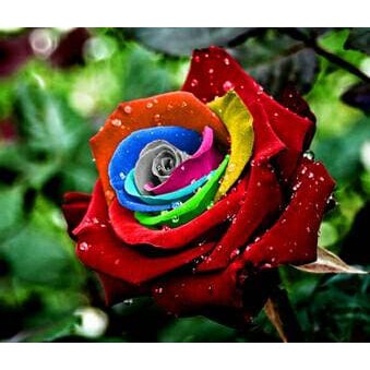Benih Biji Mawar Mystic Rainbow Rose Import Murah Shopee Indonesia