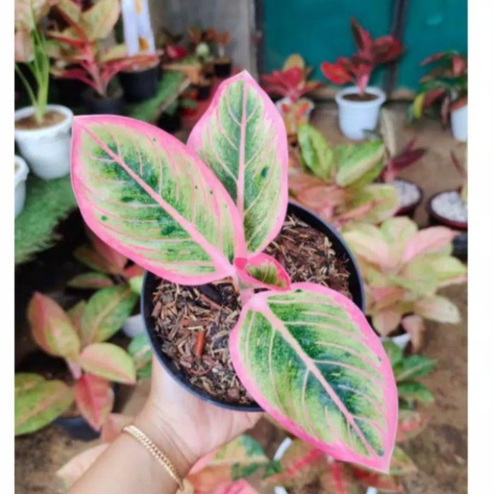 Bonggol tunas bunga aglonema lotus delight - bonggol lotus bertunas