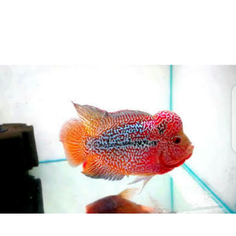 Ikan Louhan/Lohan Cencu full mutiara dan marking tebal Size 3 Jari 7-6 cm