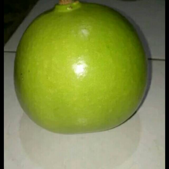

Buah maja buah berenuk obat herbal