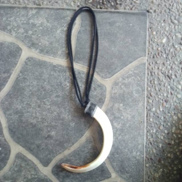 Kalung taring babi hutan tua