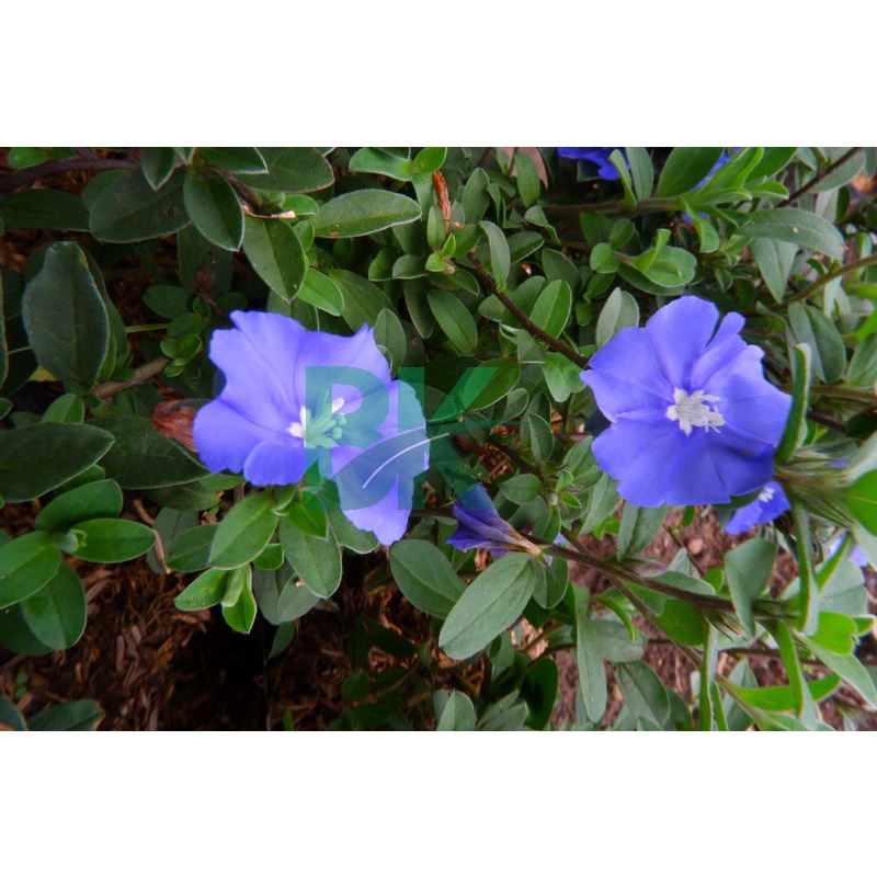 Tanaman hias blue eyes (Nemophila menziesii) baby blue eyes - BAKUL KEMBANG