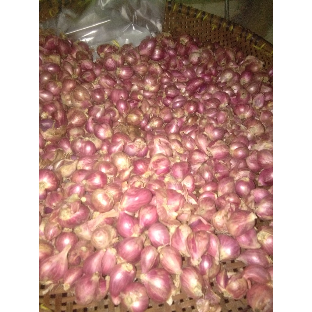 

bawang merah putih bombay