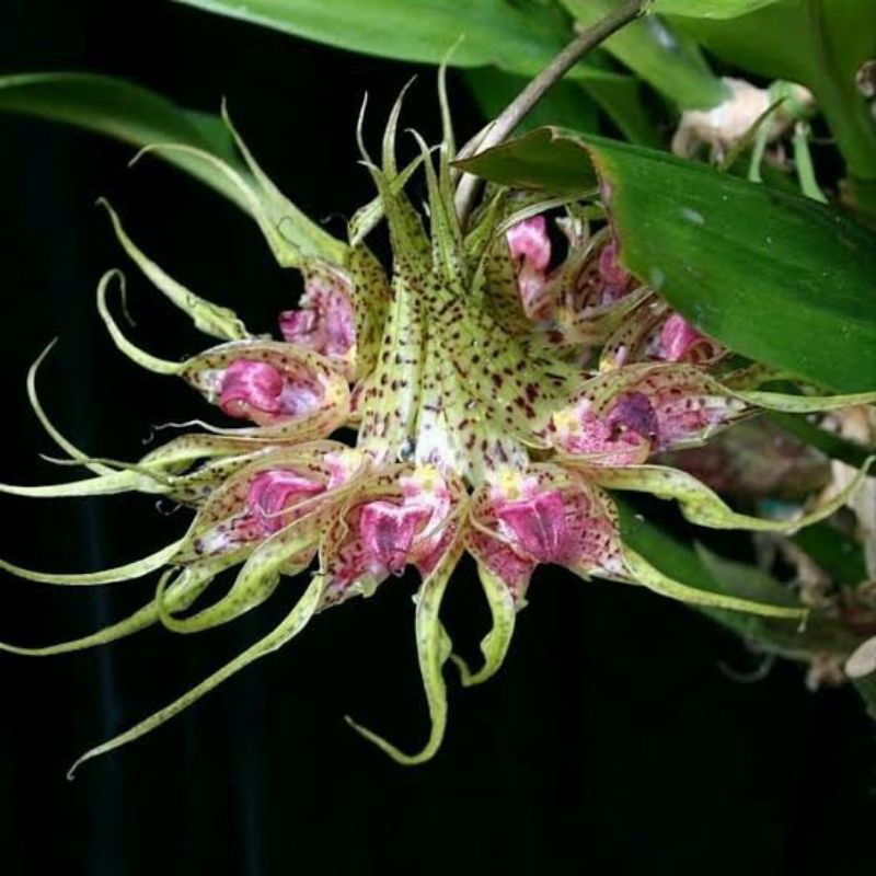 Anggrek Bulbophyllum Binnendijkii / Anggrek Gurita