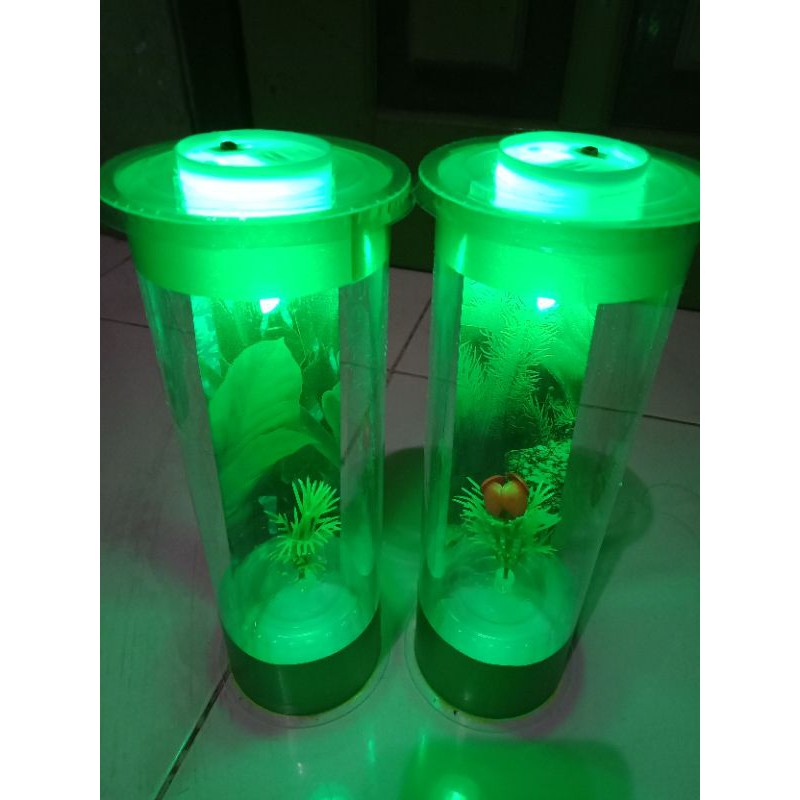 (COD) aquarium mini ikan cupang versi colour