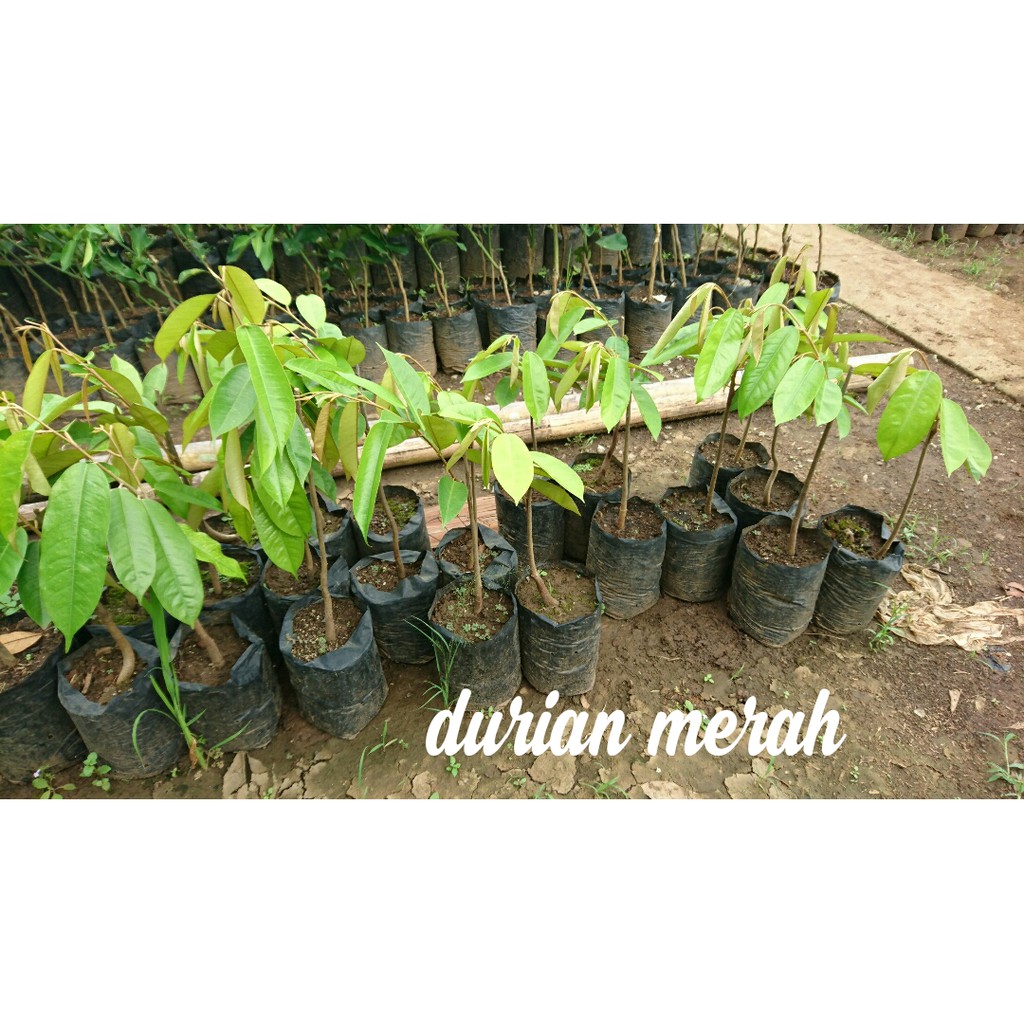 Bibit Durian Merah