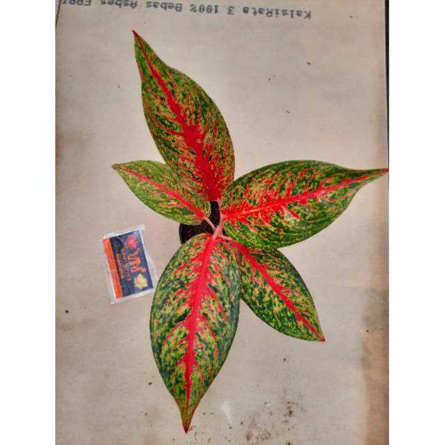 Tanaman Hias Aglaonema/Aglonema Hot Lady