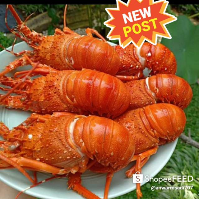 Jual Lobster Laut Kukus Indonesia Shopee Indonesia