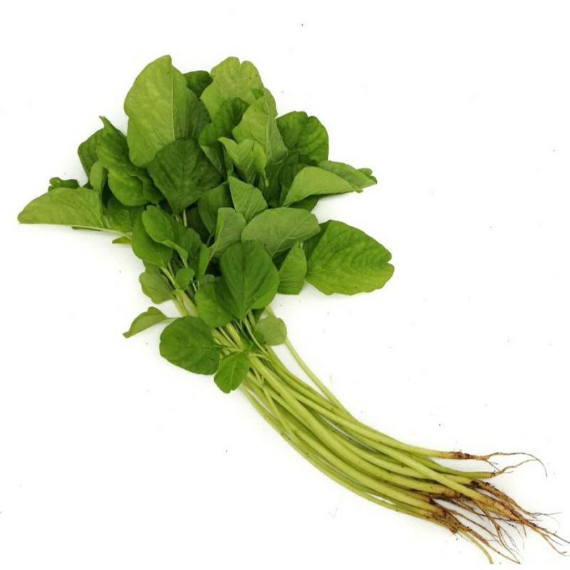 

bayam sayur segar