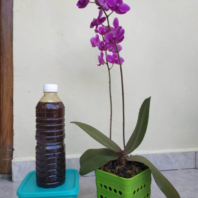 

Madu Asli Kupang