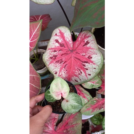 caladium hybrid silangan h02