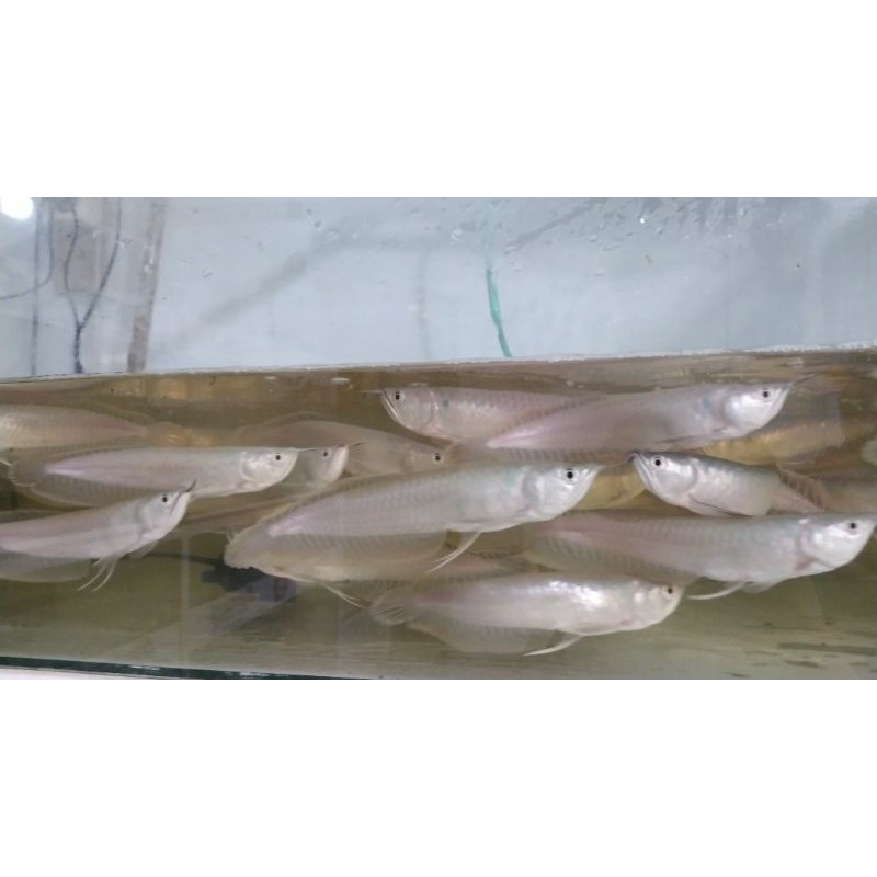 ikan arwana silver brazil/silver red UK16-18cm