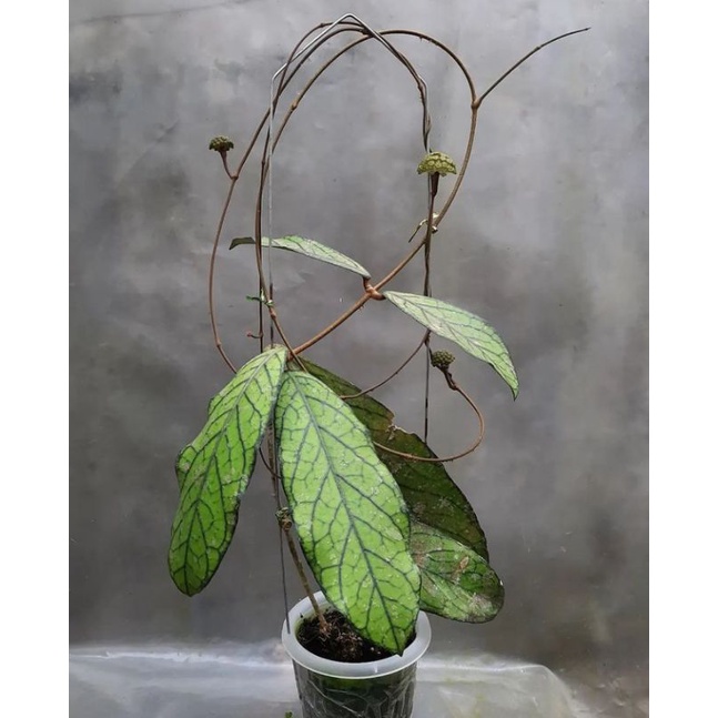 hoya_tanggamus sp Sulawesi  bergaransi resmi original