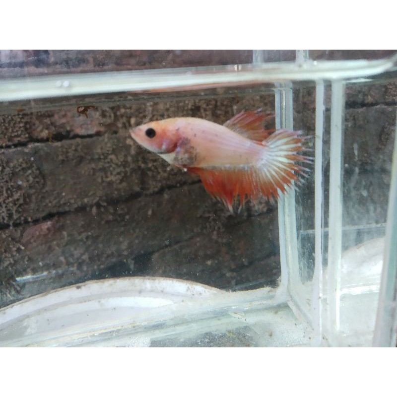 Cupang Serit Kuning/Yellow Crown Tail