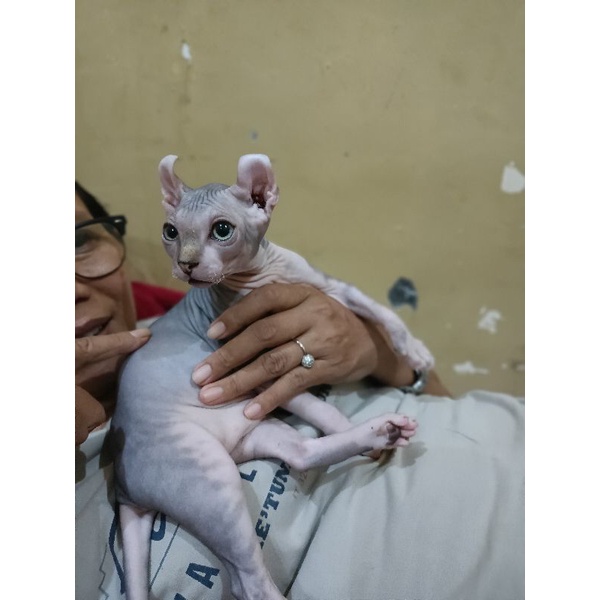kucing Sphynx Elf