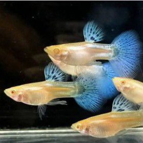 

IKAN GUPPY BLUE GRASS ALBINO paket