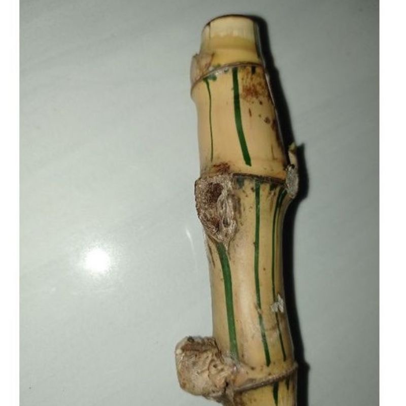 Bambu Combong Kuning Fresh Lubang Alami