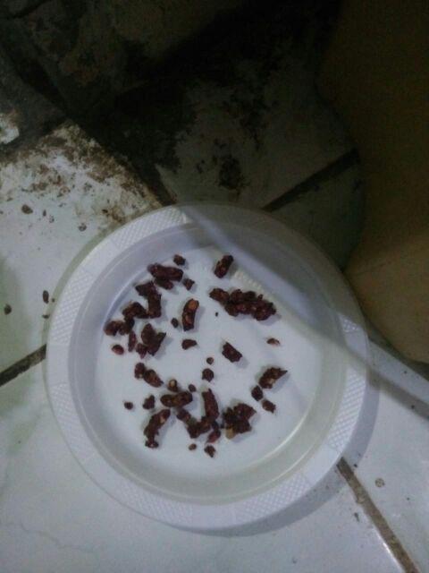 Racun Obat Tikus Ramtus Racun Tikus Ampuh Mati Kering Perangkap Pengusir Jebakan Tikus Massal Rt2