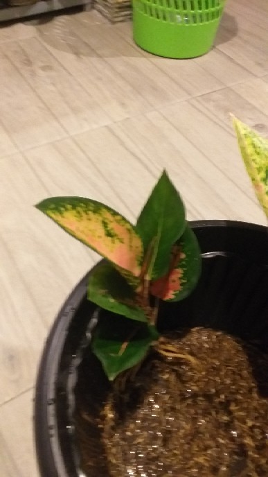 Jual Aglonema Kochin Hibrid