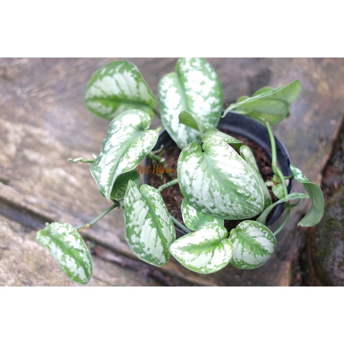 Silver Pothos / Satin Pothos / Scindapsus pictus
