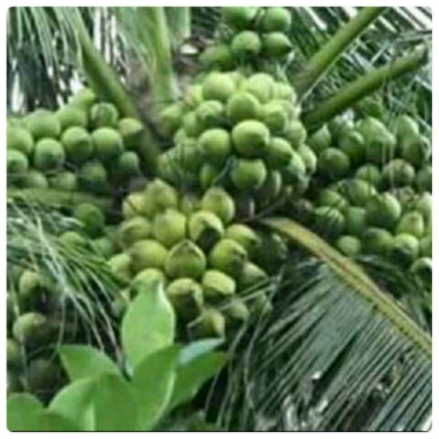 Bibit kelapa hibrida paket 20 btg