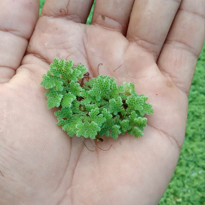 Bibit Azolla Super 1 kg/Azolla pakan ternak 1 kg