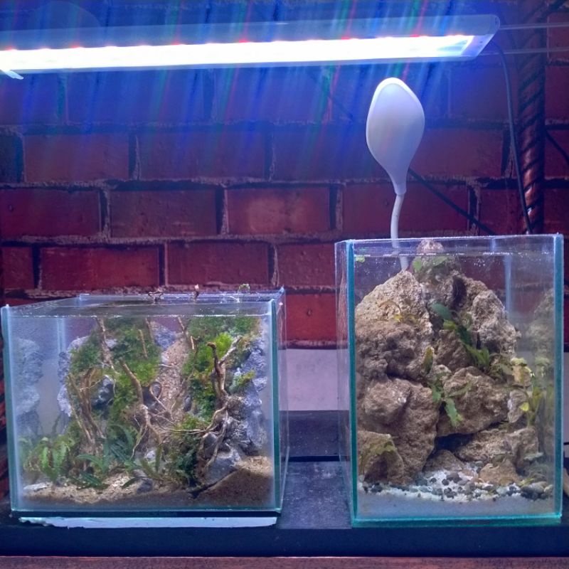 aquascape mini jasa design aquascape