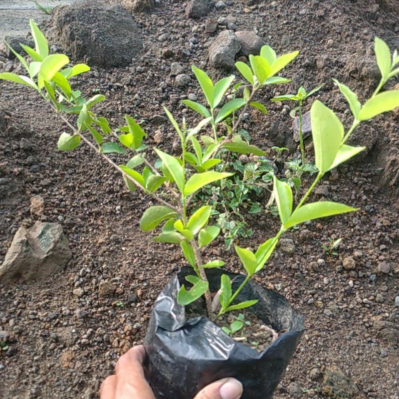 tanaman bonsai sianci/bibit