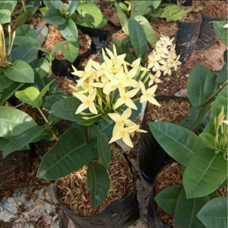 Tanaman hias Asoka bunga kuning /  Tanaman asoka bunga kuning