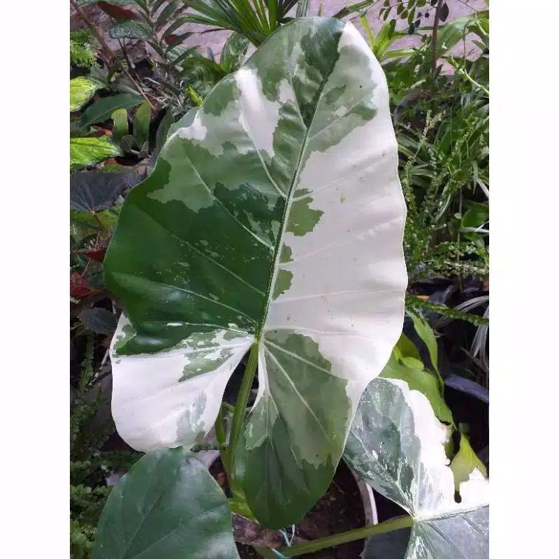 tanaman hias sente variegata umbi / umbi sente variegata / talas variegata / variegata