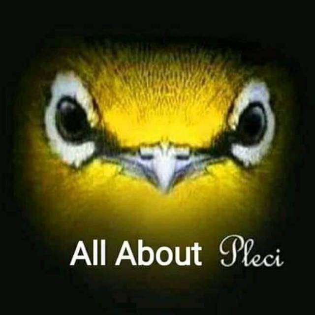 8600 Koleksi Gambar Burung Pleci Kartun Terbaru