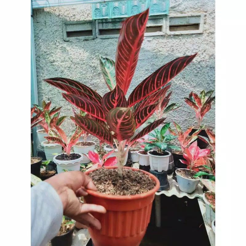 TANAMAN HiAS AGLONEMA PRIDE OF SUMATRA INDUKAN/BIANGAN//AGLONEMA RED SUMATRA