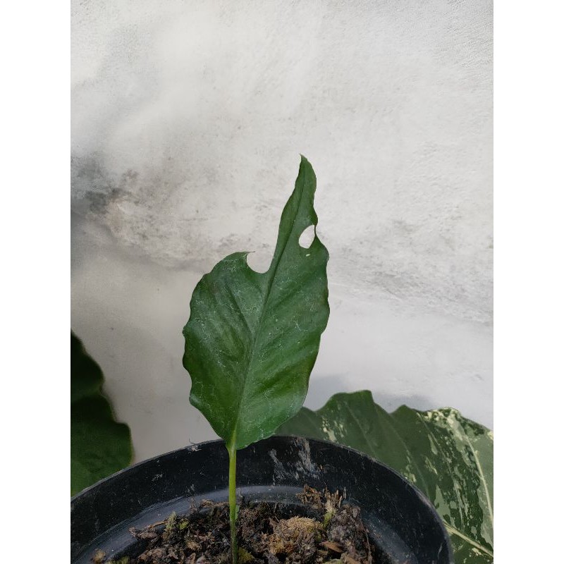 philodendron skeleton key