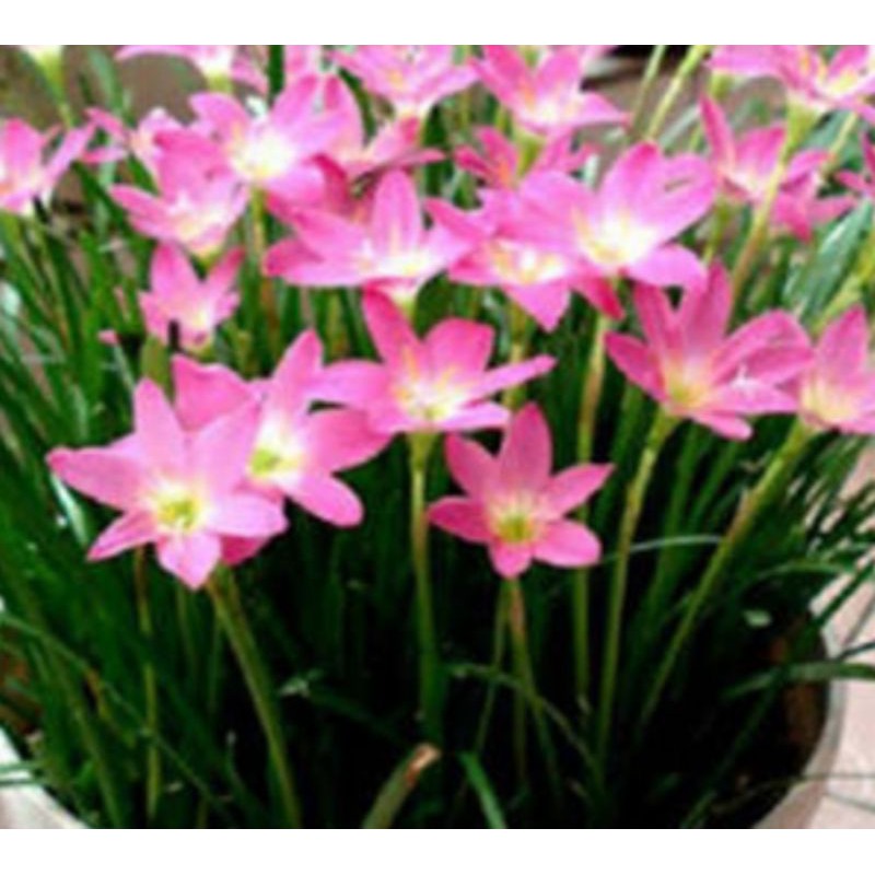 umbi bunga Lily air hujan/ Lily rain