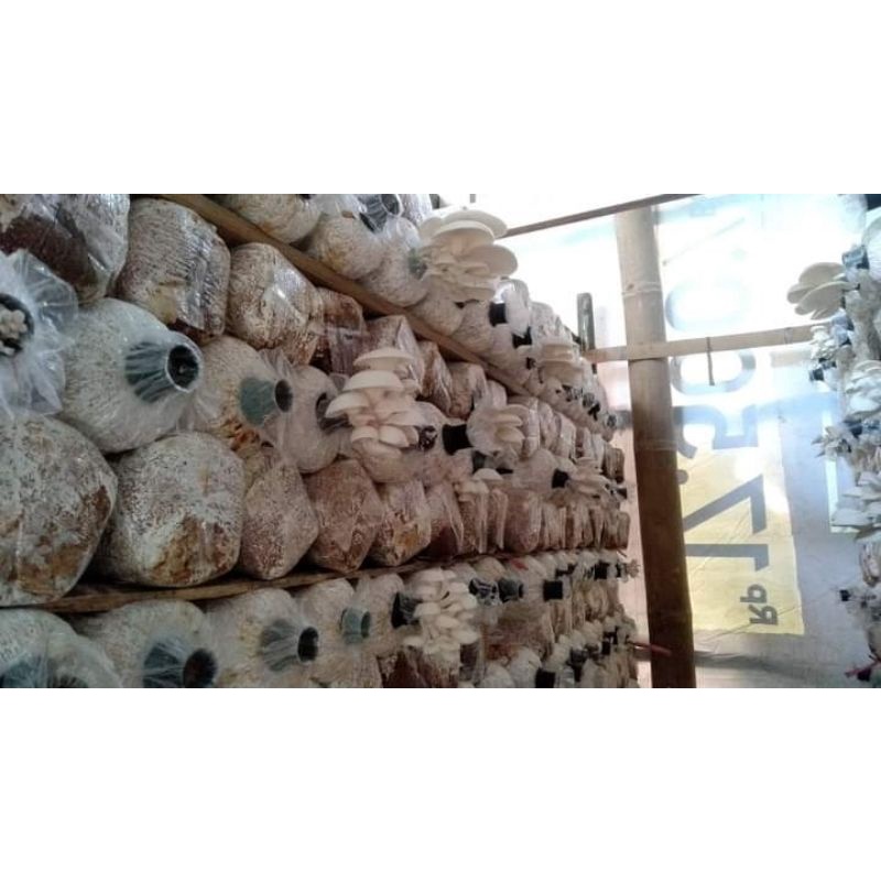 bibit jamur tiram/baglog