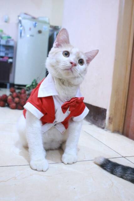 Tuxedo merah untuk kucing dan anjing size S M L XL / baju kucing murah