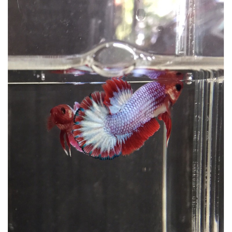 Cupang White Scale Red Head (PREMIUM QUALITY)