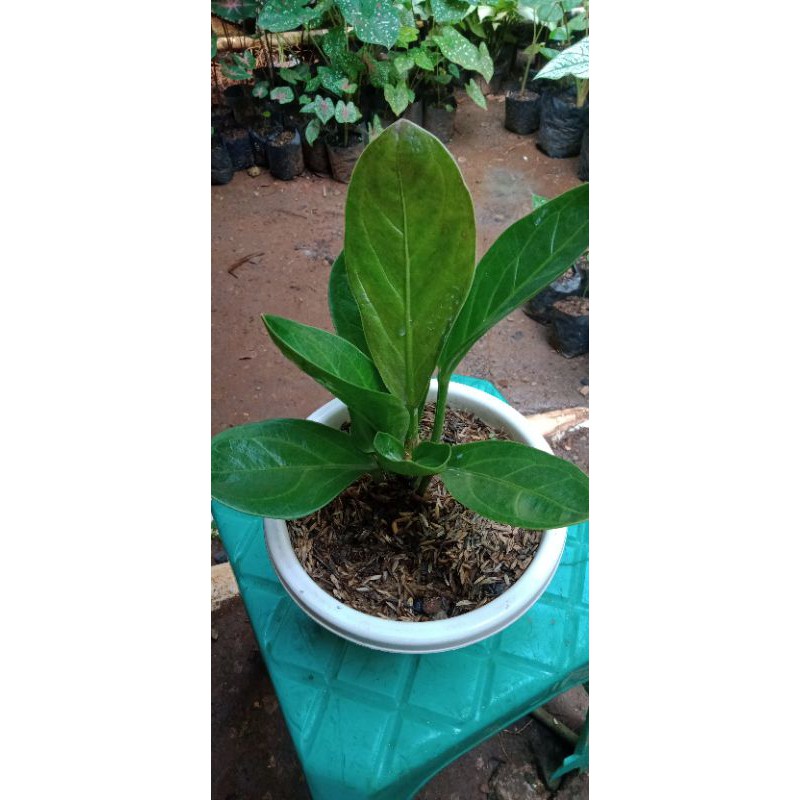antorium jemani mangkok