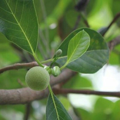 

Daun Nangka Segar