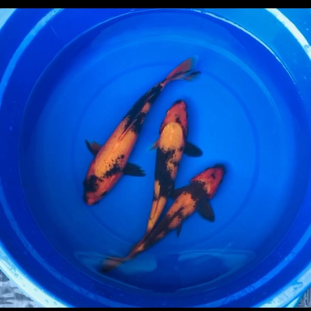 Paket Utsuri 3 ekor Koi Blitar